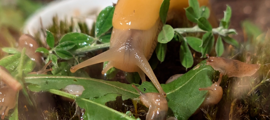 Adult Banana Slug with Hatchlings