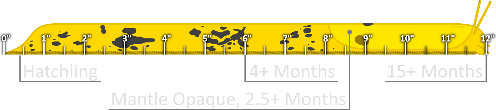 Banana Slug Growth Markers