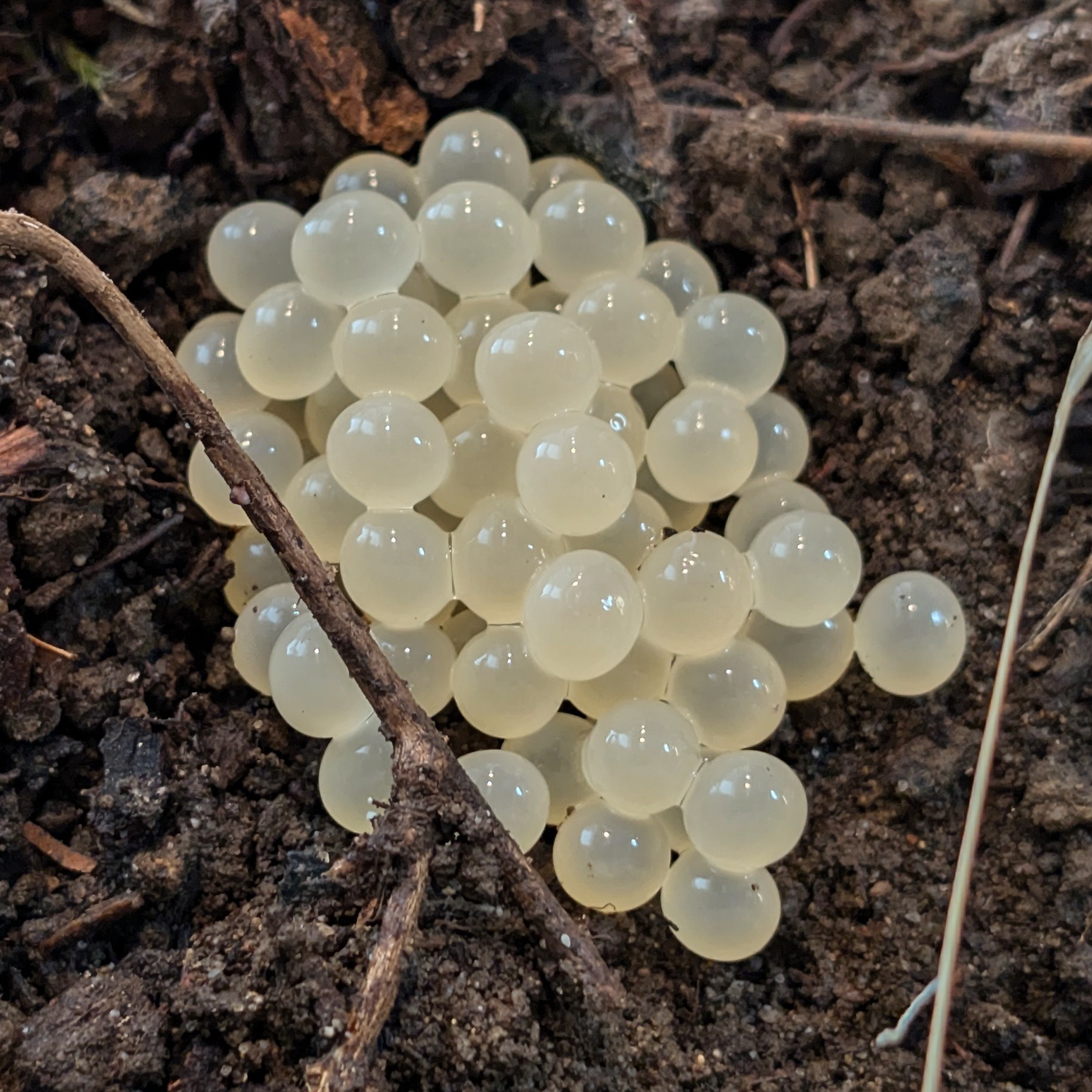 Banana Slug Eggs