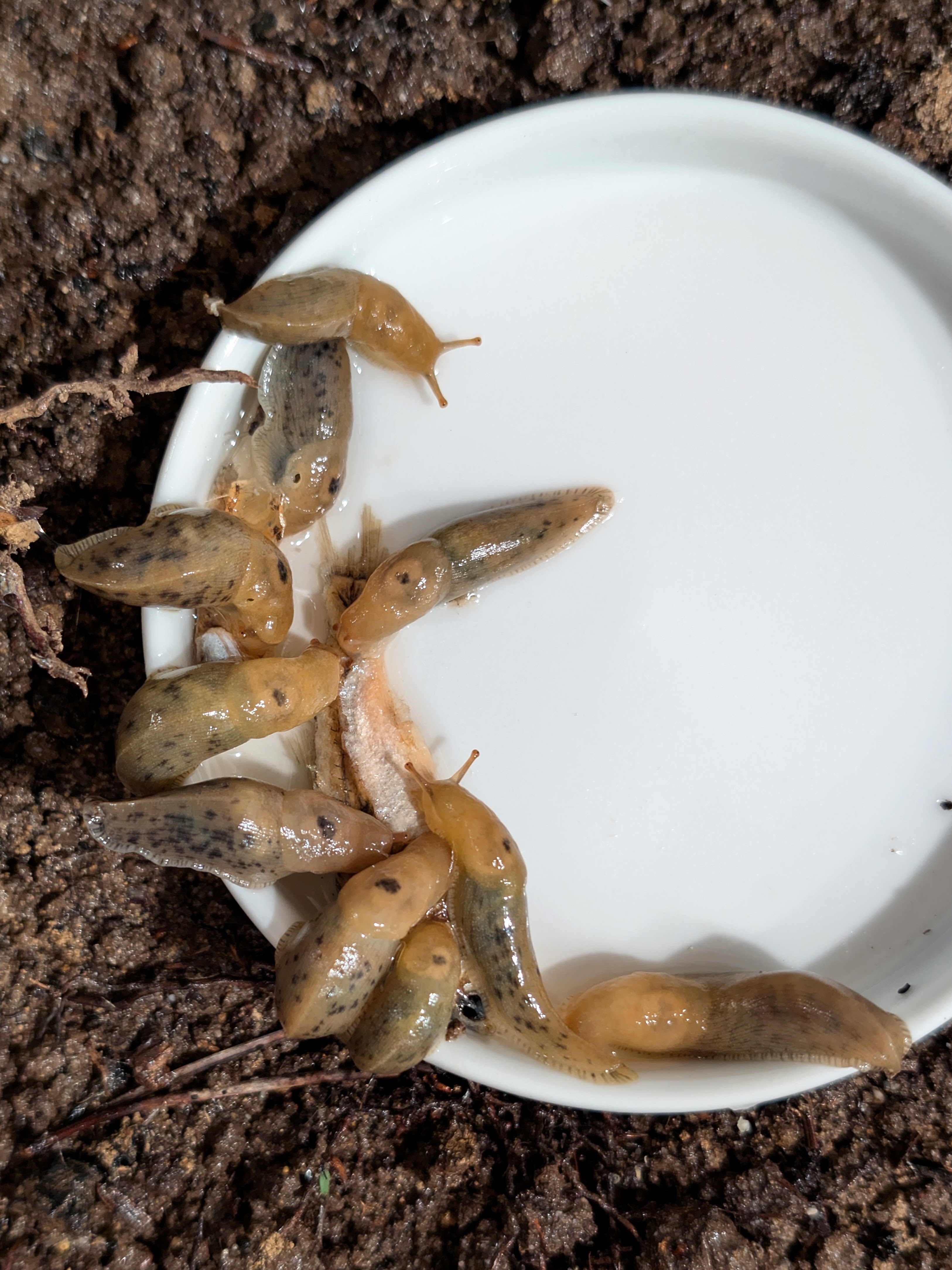 Banana Slug Internal Shell