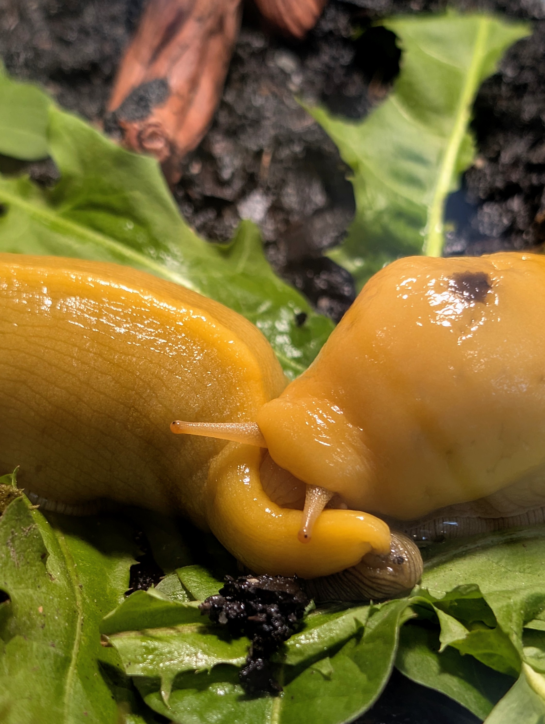 Banana Slug Nibble