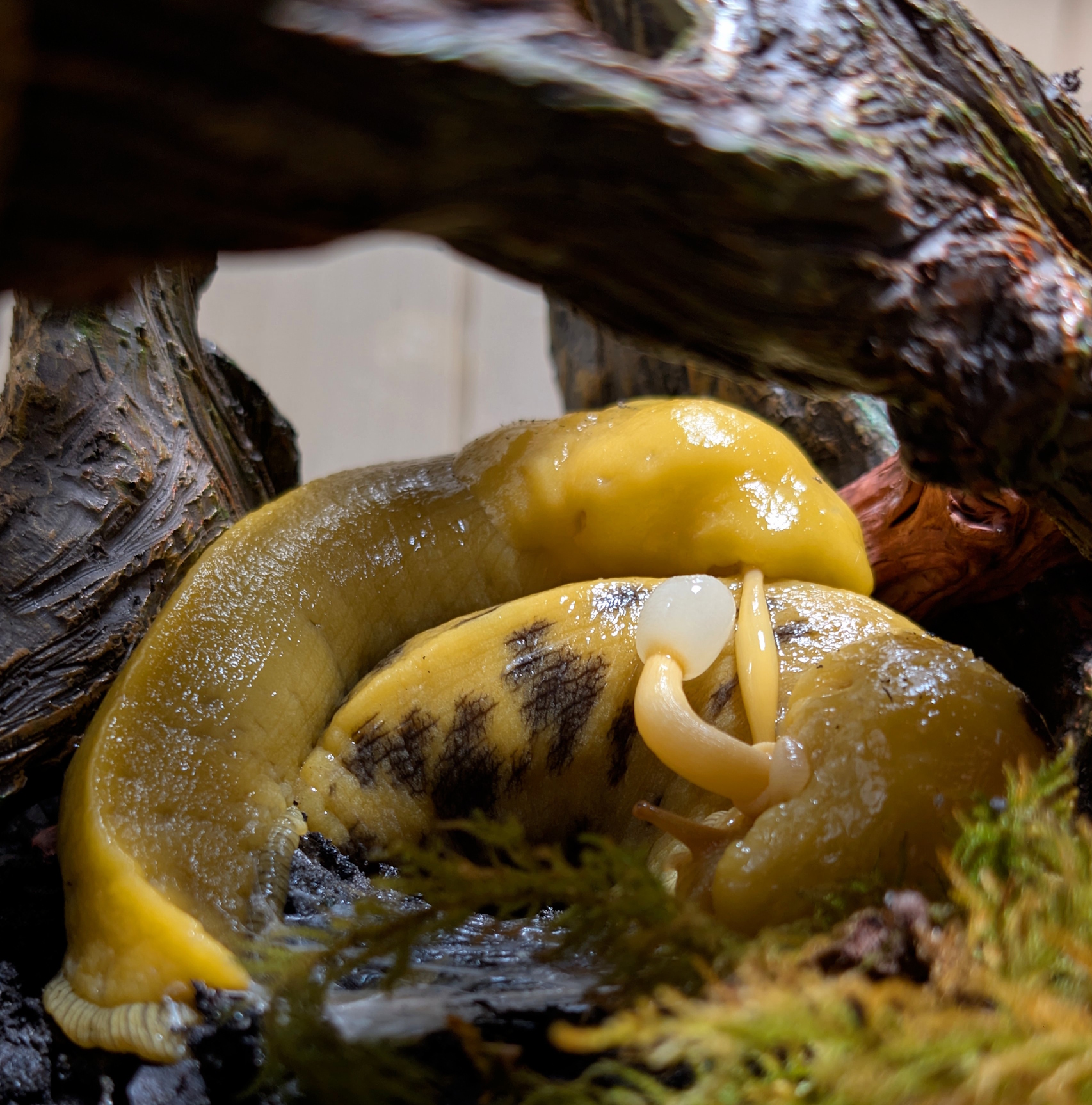 Banana Slug penis upon mating separation.