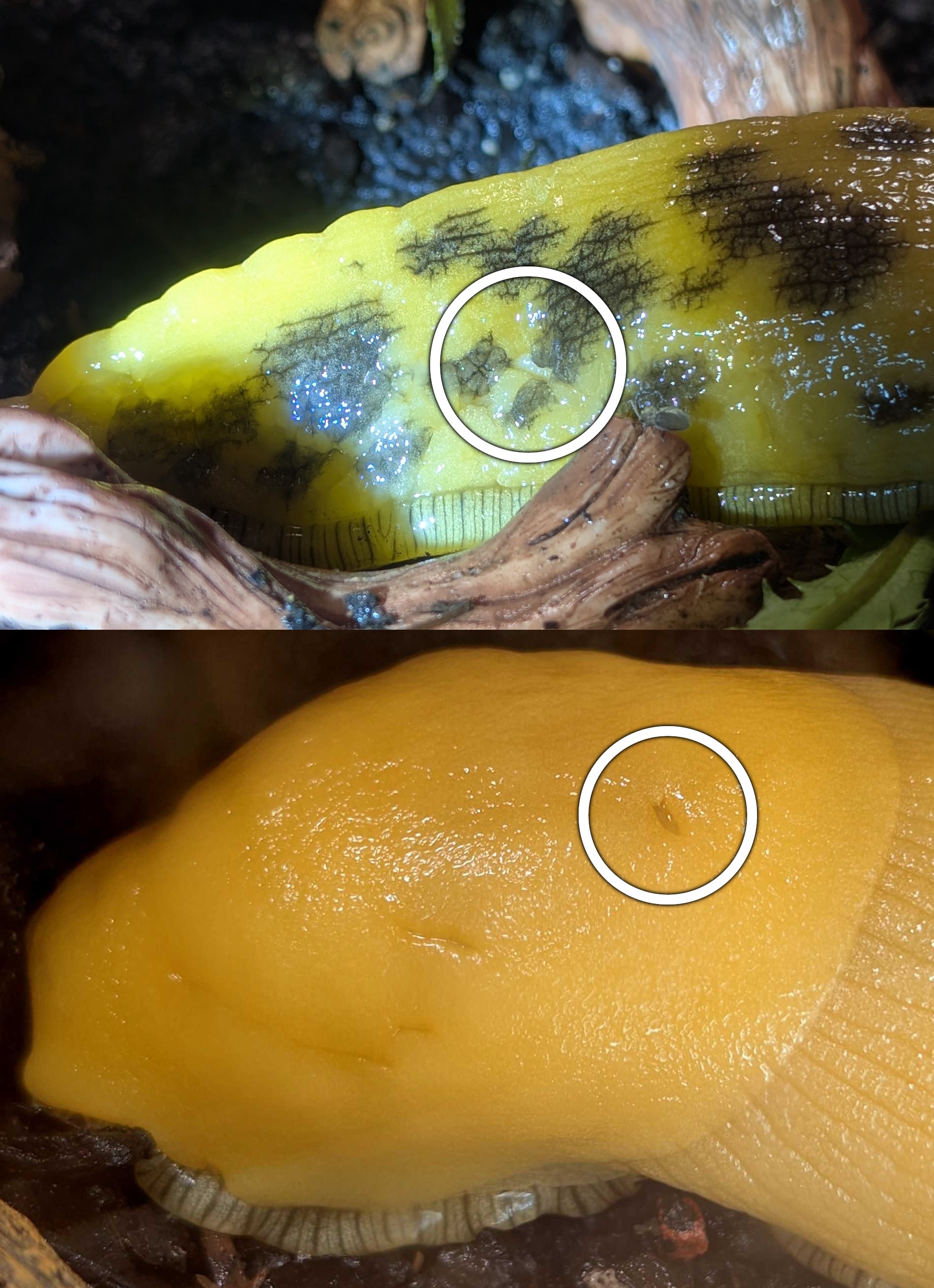 Banana Slug Mating Wounds