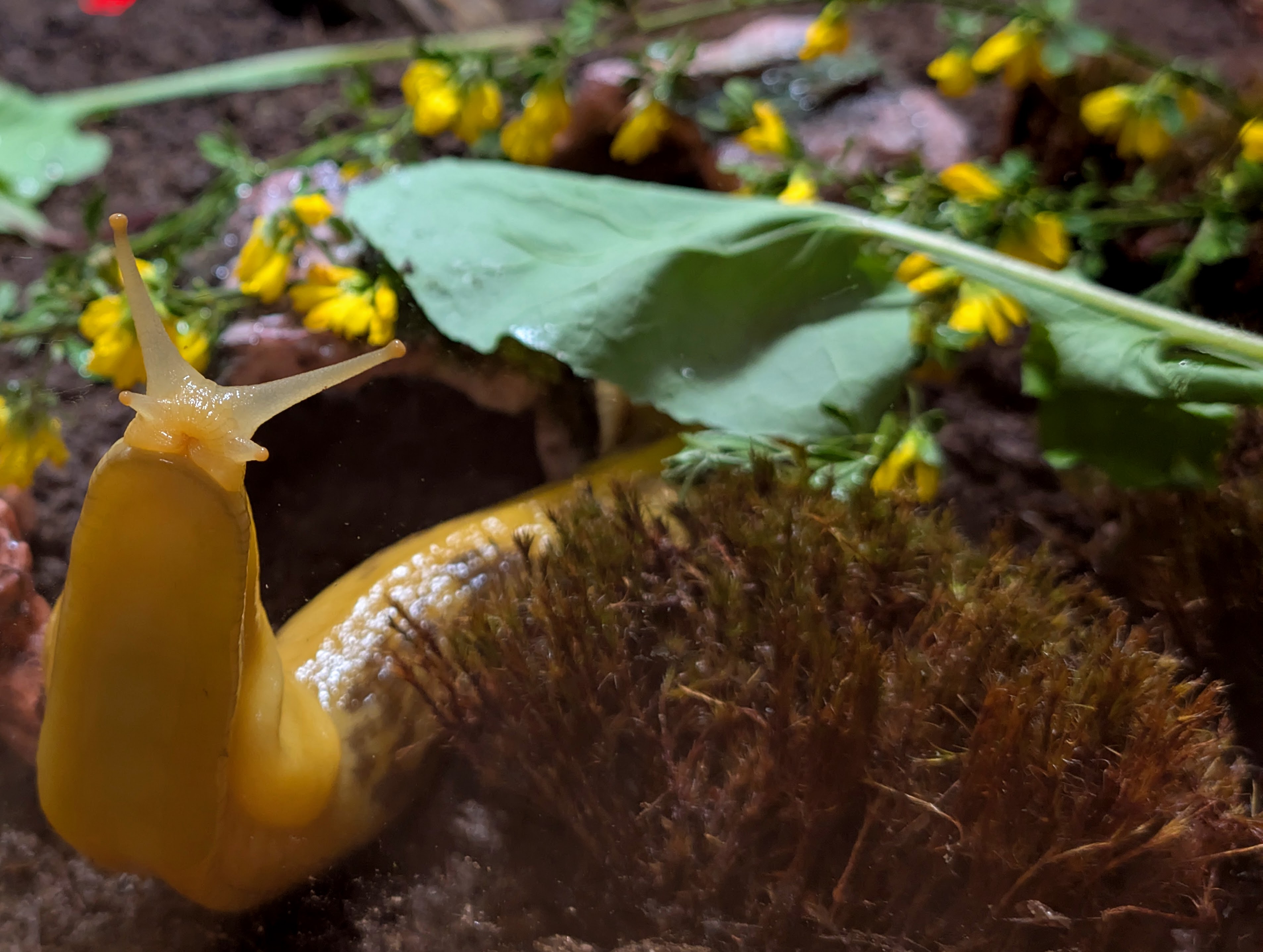 Captive Banana Slug