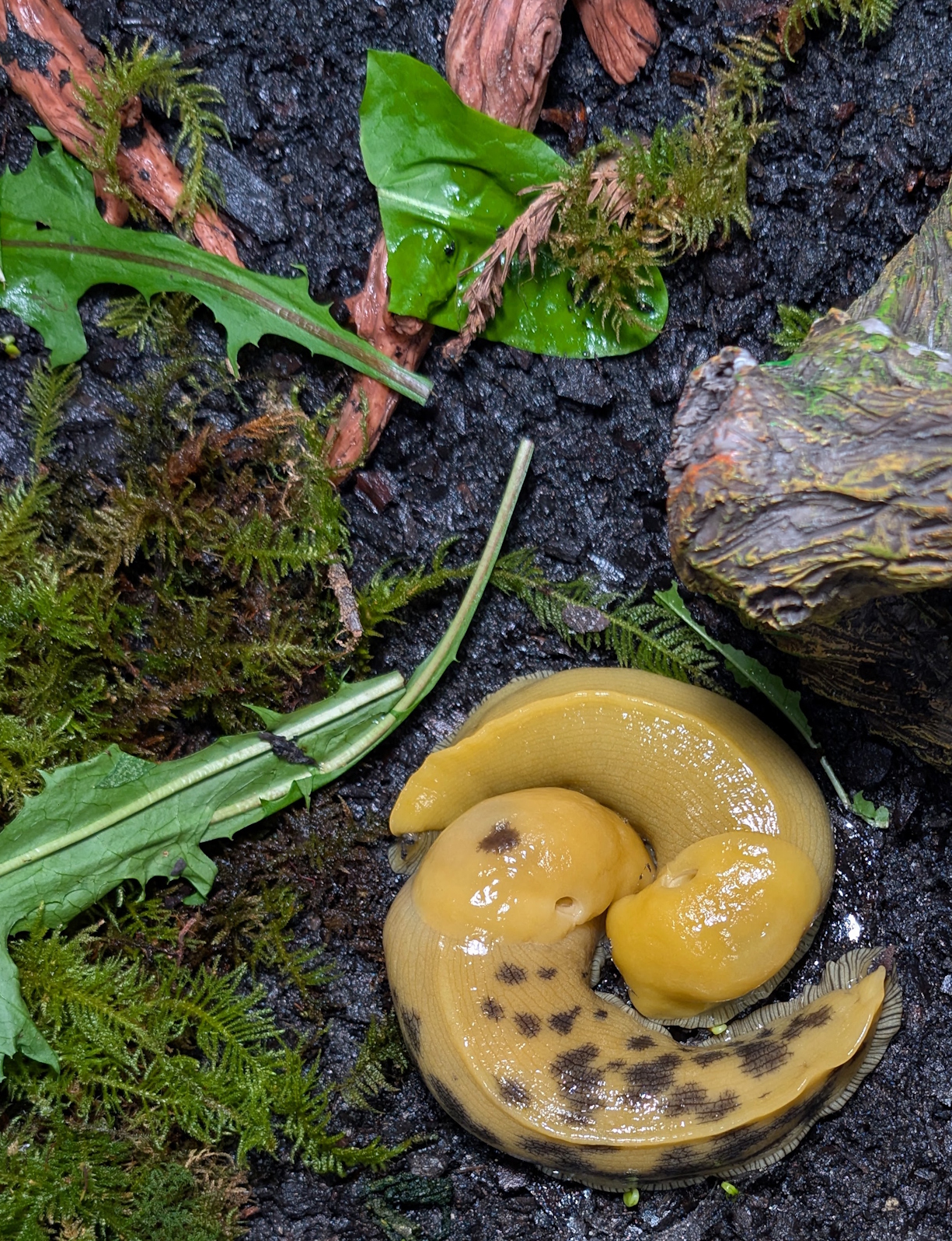 Banana Slugs Mating