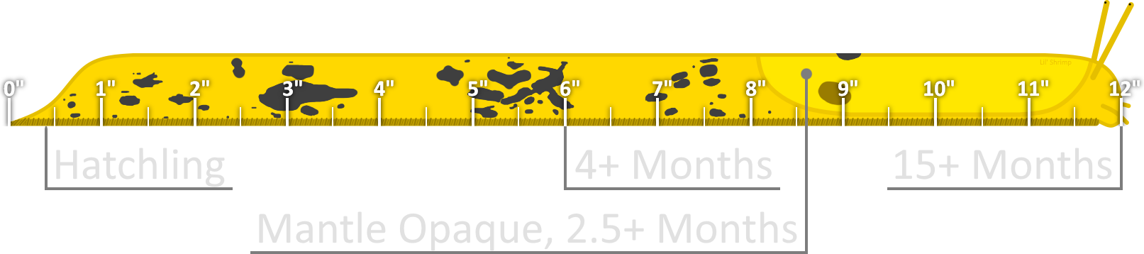 Banana Slug Growth Markers